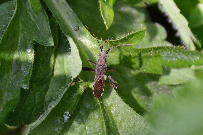 Alydiidae: Alydus calcaratus?  No, Camptopus lateralis
